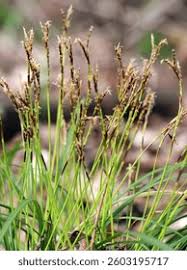 Attēlu rezultāti vaicājumam “Carex digitata bud”