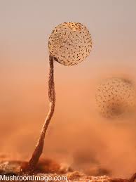 Attēlu rezultāti vaicājumam “Cribraria cancellata var. fusca spores”