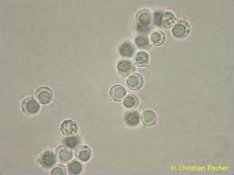 Attēlu rezultāti vaicājumam “Basidiodendron”