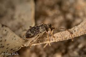 Attēlu rezultāti vaicājumam “Ptinus sp.”