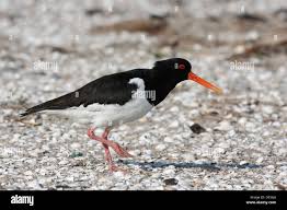 Attēlu rezultāti vaicājumam “Haematopus ostralegus”