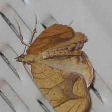 Attēlu rezultāti vaicājumam “Eulithis sp.”