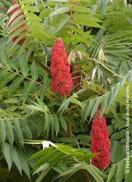 Attēlu rezultāti vaicājumam “Rhus typhina flower”