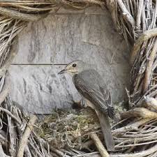 Attēlu rezultāti vaicājumam “Muscicapa striata nest”