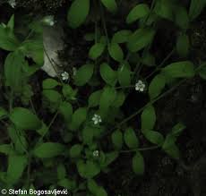 Attēlu rezultāti vaicājumam “Moehringia trinervia bud”