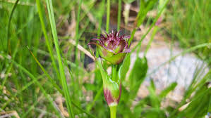 Attēlu rezultāti vaicājumam “Silene viscaria bud”