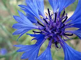 Image result for Centaurea cyanus