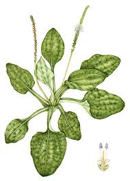 Attēlu rezultāti vaicājumam “Plantago major”