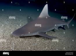 Image result for Carcharhinus plumbeus