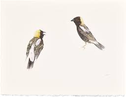 Image result for Dolichonyx oryzivorus