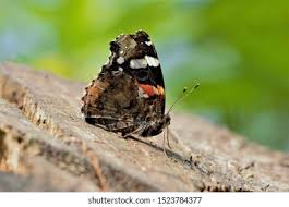 Attēlu rezultāti vaicājumam “Vanessa atalanta underside”