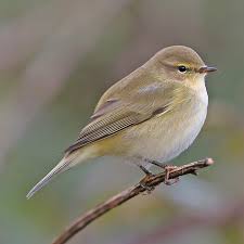 Attēlu rezultāti vaicājumam “Phylloscopus collybita adult”