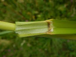 Attēlu rezultāti vaicājumam “Glyceria maxima fruit”