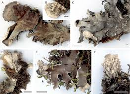 Attēlu rezultāti vaicājumam “Peltigera”
