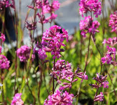 Image result for Pechnelke