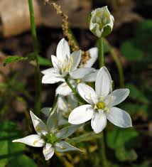 Attēlu rezultāti vaicājumam “Ornithogalum umbellatum”