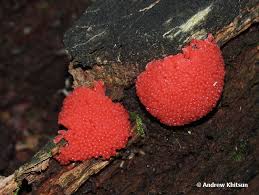 Attēlu rezultāti vaicājumam “Tubifera ferruginosa (subsp. ferruginosa) young”