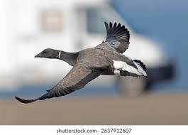 Attēlu rezultāti vaicājumam “Branta bernicla adult”