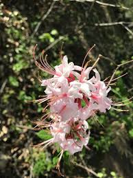 Attēlu rezultāti vaicājumam “Rhododendron periclymenoides flower”