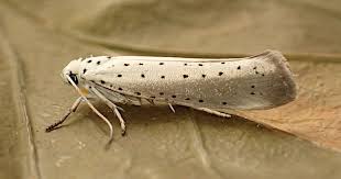 Attēlu rezultāti vaicājumam “Yponomeuta evonymella imago”