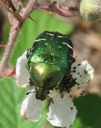 Attēlu rezultāti vaicājumam “Cetonia aurata”