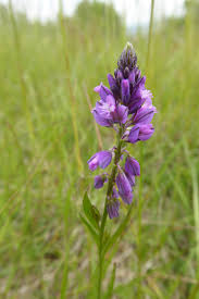 Attēlu rezultāti vaicājumam “Polygala comosa flower”