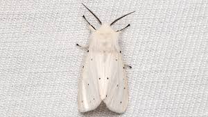 Attēlu rezultāti vaicājumam “Spilosoma lubricipeda”