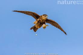 Image result for Falco columbarius