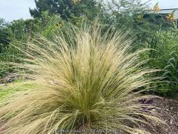 Attēlu rezultāti vaicājumam “Najas tenuissima leaf”