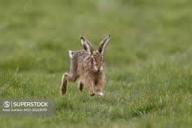 Attēlu rezultāti vaicājumam “Lepus europaeus adult”