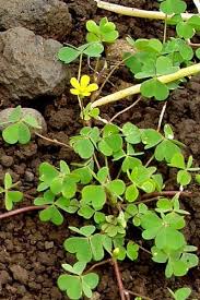 Attēlu rezultāti vaicājumam “Oxalis corniculata”
