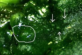 Attēlu rezultāti vaicājumam “Pellia epiphylla sporophyte”