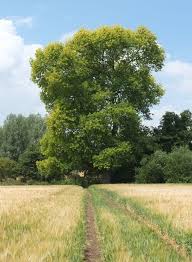 Attēlu rezultāti vaicājumam “Populus x canadensis”