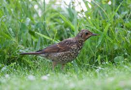 Attēlu rezultāti vaicājumam “Turdus philomelos juvenile”