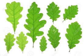 Attēlu rezultāti vaicājumam “Quercus robur leaf”