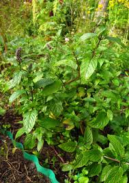 Image result for Menta x piperita