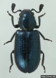 Attēlu rezultāti vaicājumam “Necrobia violacea”