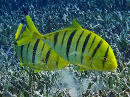 Attēlu rezultāti vaicājumam “Retinia resinella exuvia”