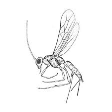 Attēlu rezultāti vaicājumam “Hymenoptera”