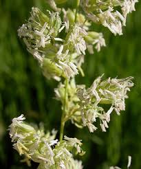 Attēlu rezultāti vaicājumam “Phalaroides arundinacea fruit”