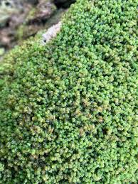 Attēlu rezultāti vaicājumam “Jungermannia sphaerocarpa”