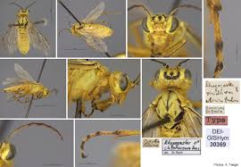 Attēlu rezultāti vaicājumam “Rhogogaster viridis”