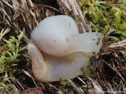 Attēlu rezultāti vaicājumam “Pseudohydnum gelatinosum”