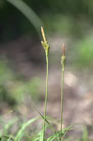 Attēlu rezultāti vaicājumam “Carex caryophyllea flower”
