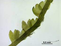 Attēlu rezultāti vaicājumam “Cladopodiella fluitans”