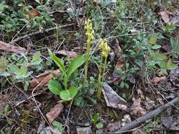 Attēlu rezultāti vaicājumam “Corallorhiza trifida fruit”