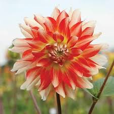 Image result for Dahlia hybrid.
