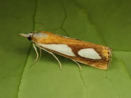 Attēlu rezultāti vaicājumam “Catoptria permutatellus”