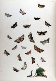 Attēlu rezultāti vaicājumam “Anarta myrtilli larva”