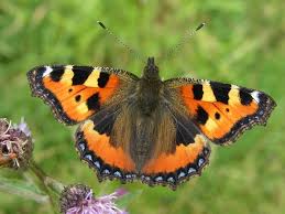 Attēlu rezultāti vaicājumam “Aglais urticae”